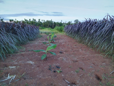 Banana plant development and weed control